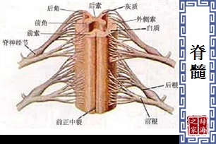 脊髓