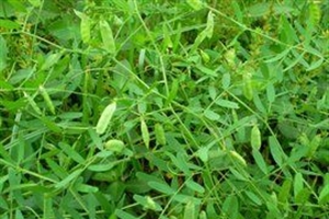 野豌豆