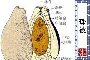 珠被