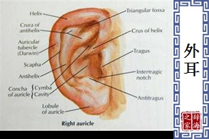 外耳
