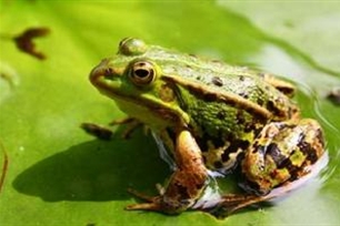 青蛙的意思、造句、近义词