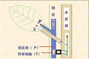 木质部