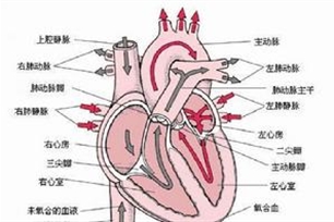 肺循环